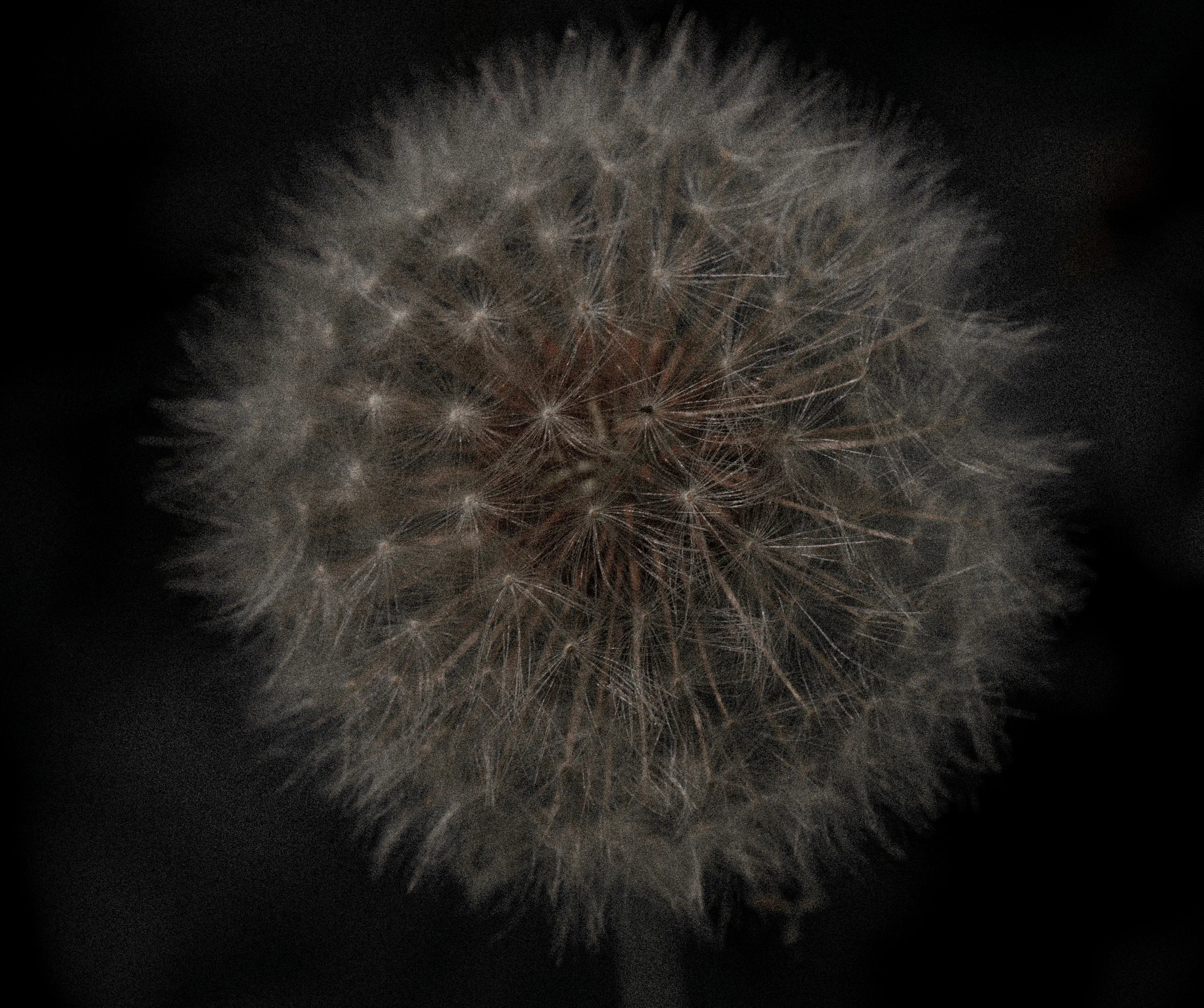 Taraxacum I - Macro botanical photography by Laura Molina Álvarez