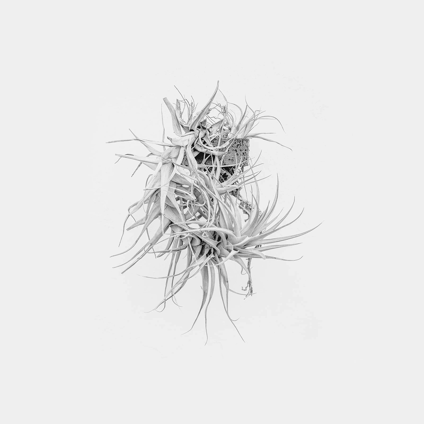Untitled  II - Botanical photography by Laura Molina Álvarez